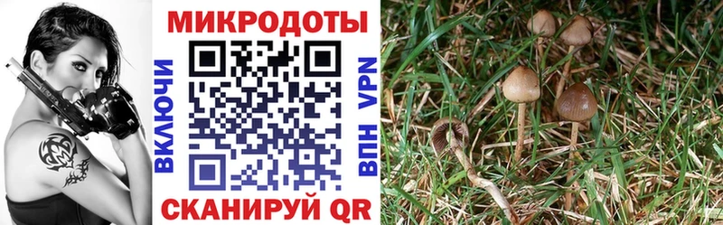 где найти наркотики маркетплейс формула Галлюциногенные грибы мицелий Усть-Кут